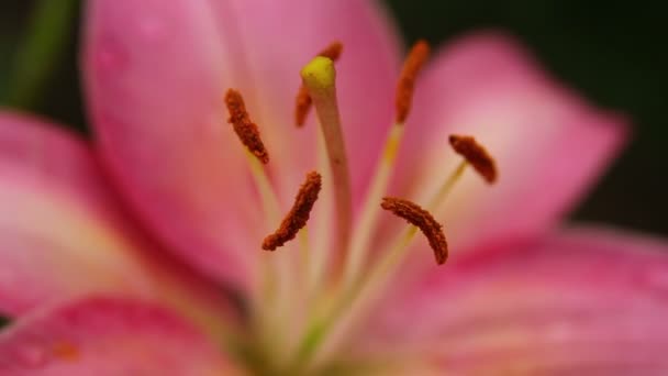 Amaryllis 09