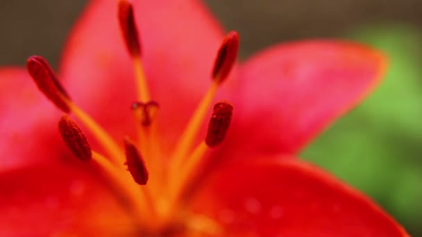 Amaryllis 11