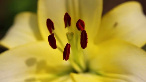 Amaryllis 17