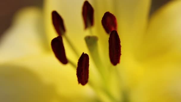Amaryllis 18
