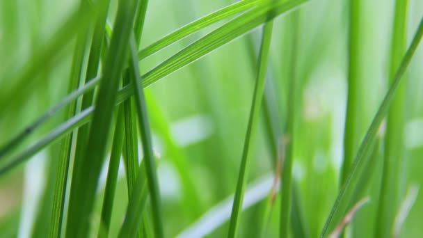 Grass closeup background — Stock Video