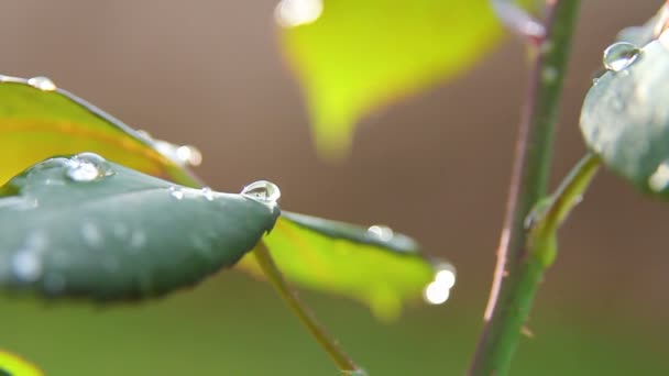 Feuilles 05 