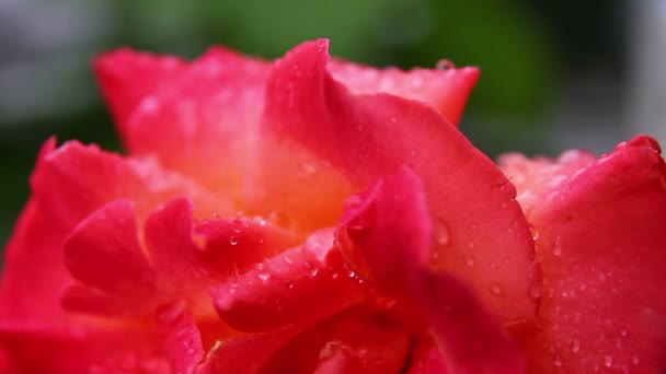 03 rose