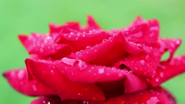 Rose 07