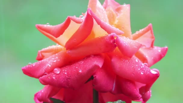 19 rose