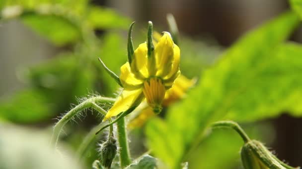 Flor de tomate 03 — Vídeos de Stock