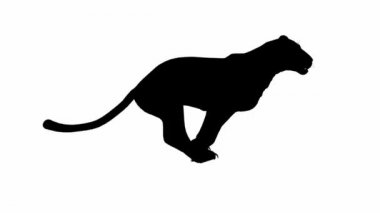 Jaguar Panter leopar puma animasyon silueti ile döngü