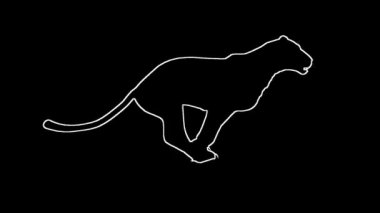 Jaguar Panter leopar puma animasyon siluet konturlu döngü
