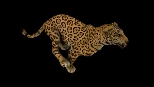 Fotorealistische looping jaguar animatie — Stockvideo