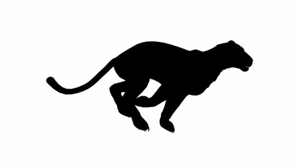 Jaguar panther Luipaard puma animatie met silhouet in een lus — Stockvideo