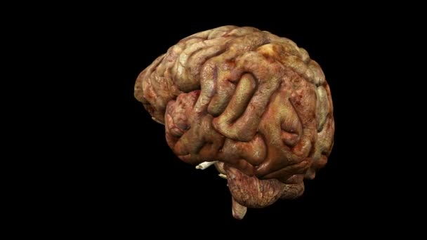 Animation du cerveau en boucle 02 