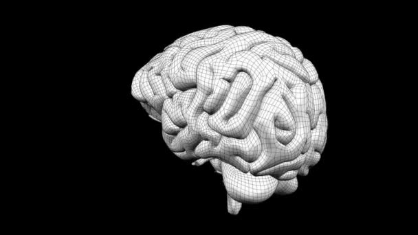 Zapętlanie animacji mózgu model szkieletowy 09 — Wideo stockowe
