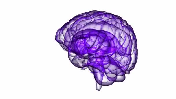 Animação de cérebro looping xray 12 — Vídeo de Stock