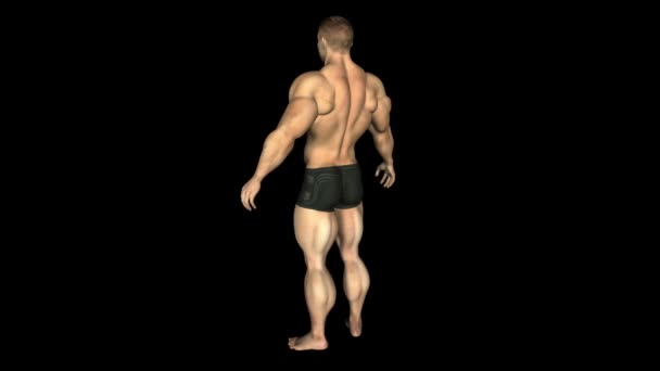 De menselijke bodybuilder animatie. lus. alpha — Stockvideo