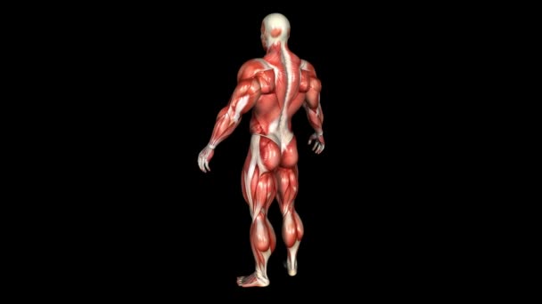 La animación muscular del cuerpo humano. Bucle. Alfa — Vídeo de stock