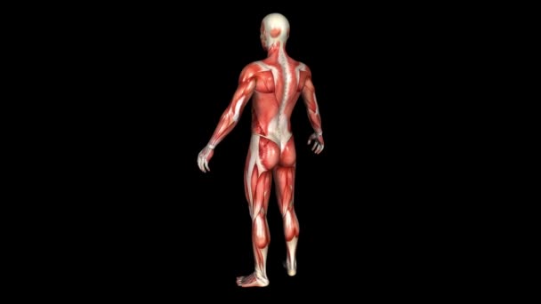 L'animation musculaire du corps humain. Boucle. Alpha 