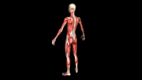 La animación muscular del cuerpo humano. Bucle. Alfa — Vídeo de stock