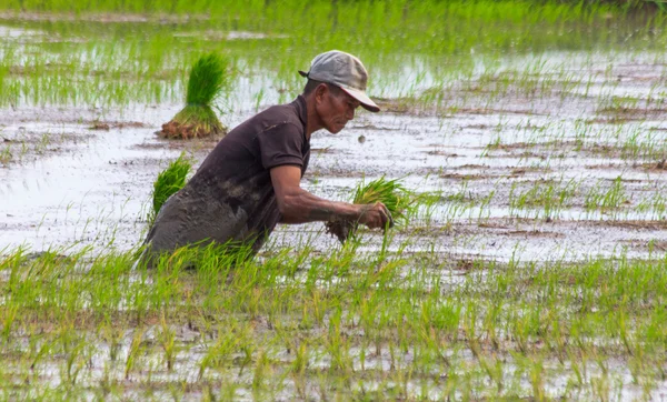 Planting rice — Stock Photo, Image