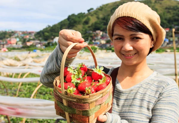 Strawberry harvesting — Stockfoto