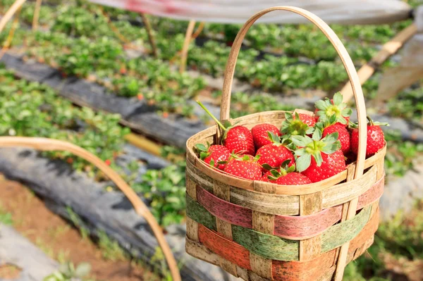 成熟的草莓果 — 图库照片