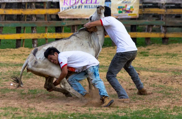 Rodeo-festival en vee worstelen — Stockfoto