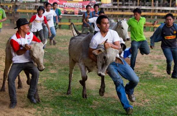 Rodeo-festival en vee worstelen — Stockfoto