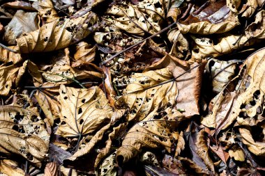 düşen yapraklar çürüyen orman katta arka planı