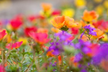 renkli düşük zemin çiçek kapsayan.