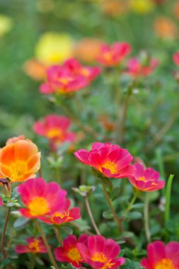 renkli düşük zemin kaplama renkli çiçekler.