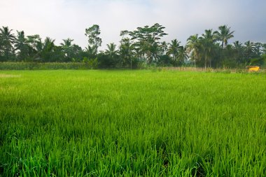 jogjakarta, Endonezya ovalarda yemyeşil yeşil paddy alanında.
