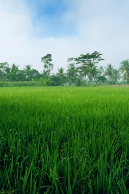 jogjakarta, Endonezya ovalarda yemyeşil yeşil paddy alanında.