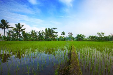 jogjakarta, Endonezya ovalarda yemyeşil yeşil paddy alanında.