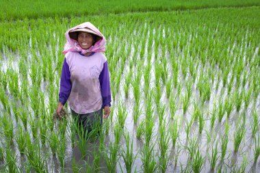 Jogjakarta Endonezya 15 Mayıs. 2010 jogjakarta, Endonezya yaşlı çiftçi onun genç çeltik fide paddy alanında 15 eğilimi olabilir.