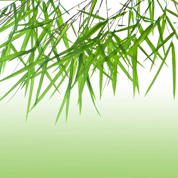 Backlit stems of beautiful green bamboo leaves with green gradient for text — Stock Photo, Image