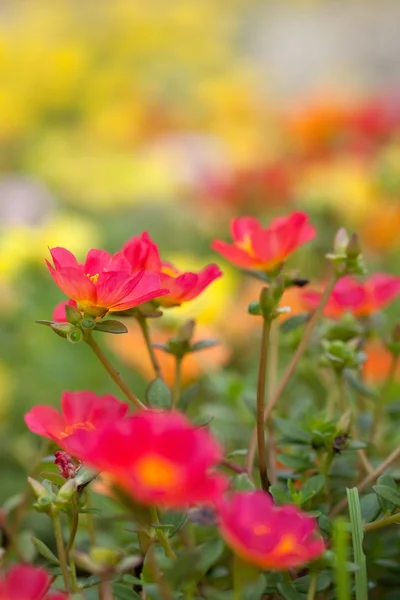 Colorido baixo solo cobrindo flores coloridas . — Fotografia de Stock