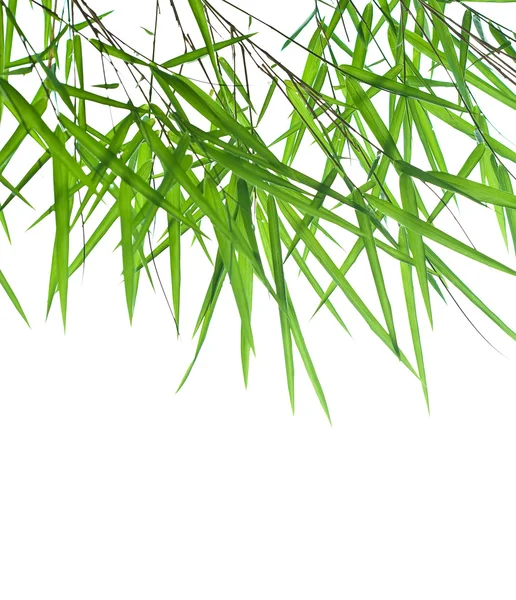 Backlit stems of beautiful green bamboo leaves with space for text — Stock Photo, Image