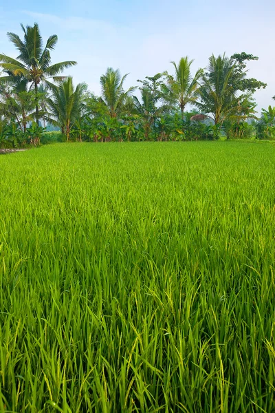 Bujne zielone pola ryżowego w równiny jogjakarta, Indonezja. — Zdjęcie stockowe