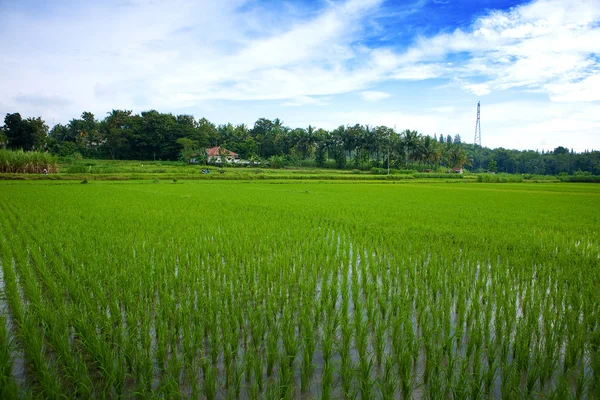 ジョグ ジャカルタ、インドネシアの平野で緑豊かな緑の水田. — ストック写真