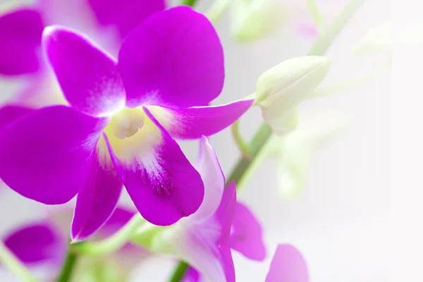 Mini fialové orchideje vhodné pro pozadí — Stock fotografie