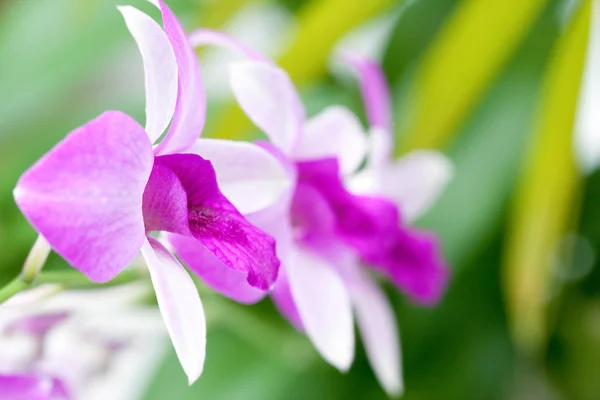 Hermosas orquídeas en miniatura en un entorno al aire libre adecuado para uso de fondo — Foto de Stock