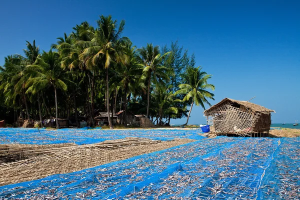 Essiccazione di pesce in spiaggia su un villaggio di pescatori, costa occidentale del Myanmar . — Foto Stock