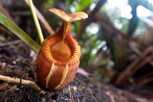 Nepenthes vilosa, mount kinabalu, borneo, Malezya içinde büyüyen çoğunlukla yerli bir atıcı bitki bulundu.