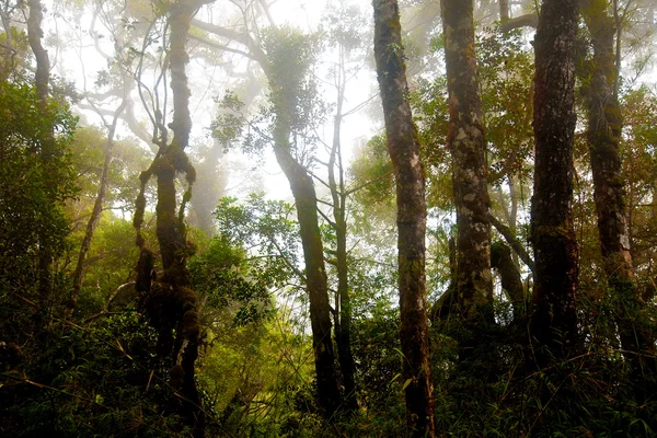 Ködös hegyi erdő a mount kinabalu, Malajzia-Észak-Borneó. — Stock Fotó