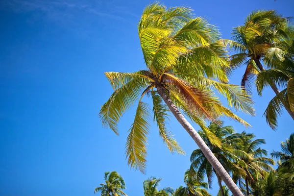 Beautiful swaying palm trees against blue skies by the coast of the tropical island. — Stock Photo, Image