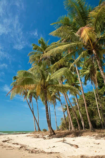 Rijen met kokospalmen wiegende door de wind langs een zandstrand in chung tha, westkust van myanmar. — Stockfoto