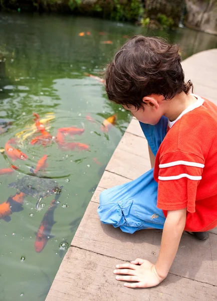 Young boy feeding Japanese koi fish in tropical pond — Stock Photo, Image