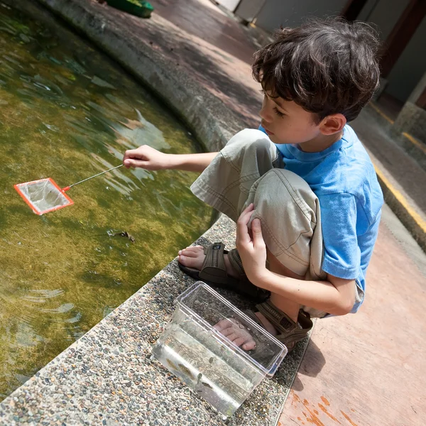 Niño disfrutando de una actividad de captura de peces pequeños en el estanque con red . — Foto de Stock