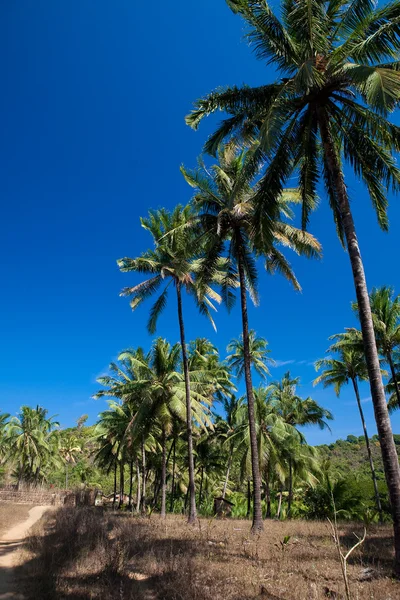 Coqueiros em uma ilha tropical — Fotografia de Stock