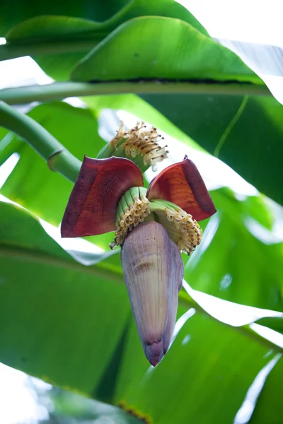 Typical young shoot of a banana plant before buds open and young bananas develop