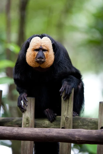Mono Saki de cara blanca o cara dorada Saki en un recinto del zoológico que descansa sobre una valla de madera —  Fotos de Stock
